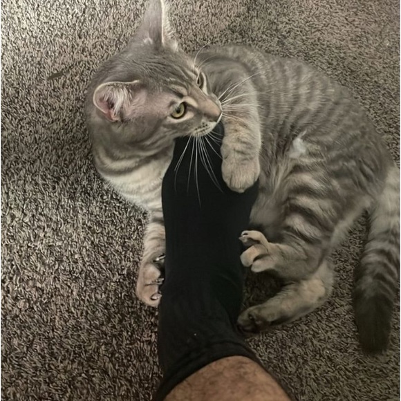 Meet your Posher, Joshua - Picture 5 of 5